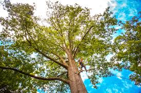 Best Firewood Processing and Delivery  in Walnut Grove, GA