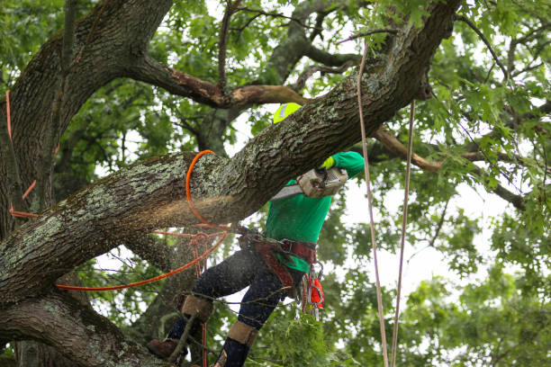 Best Arborist Consultation Services  in Walnut Grove, GA