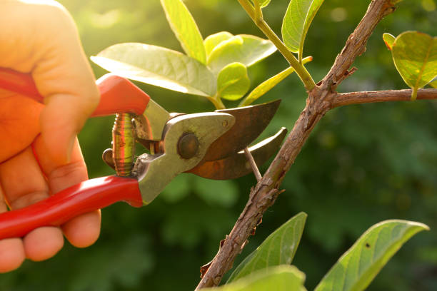 Best Lawn Disease Treatment  in Walnut Grove, GA